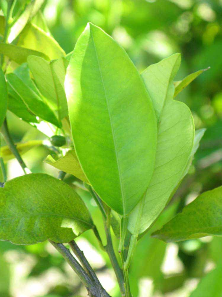              Unifoliolate leaf (Winter Haven, FL)       